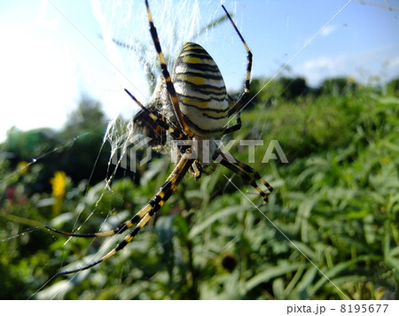 ナガコガネグモ 8195677