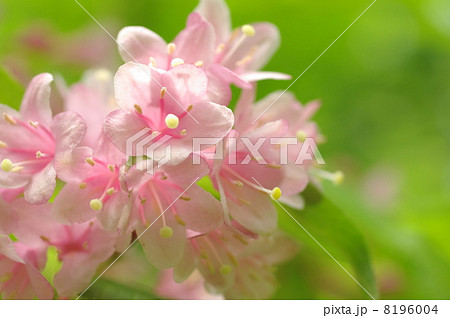 タニウツギⅠ 8196004