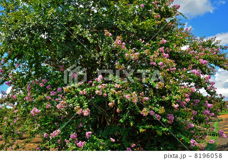 見沼田圃・秋空と百日紅 8196058