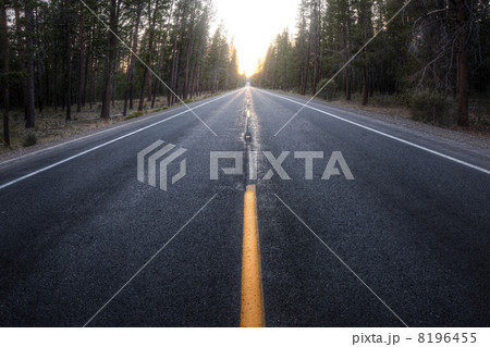 Straight forest road Straight forest road 8196455