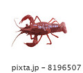 ザリガニ 8196507
