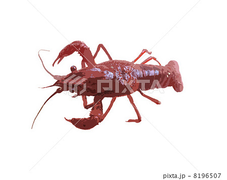 ザリガニ 8196507
