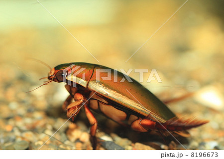 ゲンゴロウ ゲンゴロウ 8196673