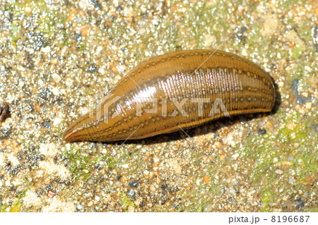 ウマビル ウマビル 8196687