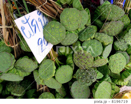 蓮の実 蓮の実 8196719