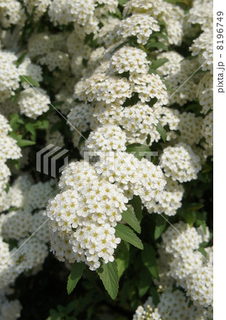 小手毬 小手毬 8196749