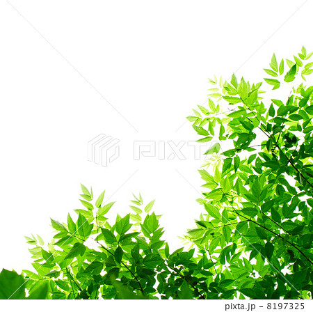 Green leaves on white background 8197325