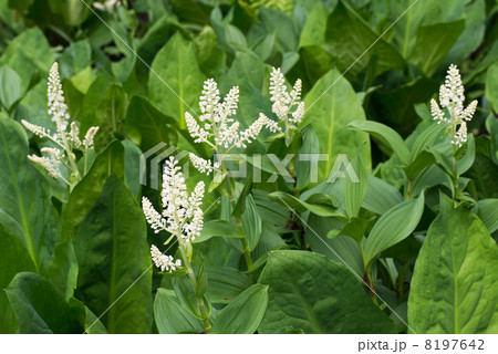 コバイケイソウのツボミ 8197642