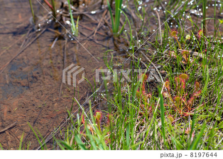 モウセンゴケのある水辺 8197644