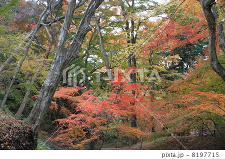 もみじ祭り 8197715