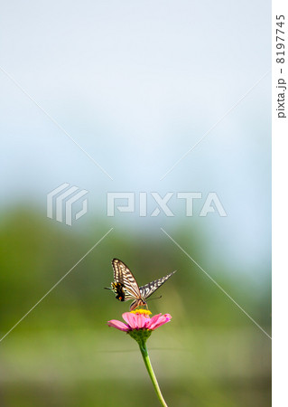 百日草とアゲハチョウ 昆虫の写真素材 百日草とアゲハチョウ 昆虫の写真素材 8197745