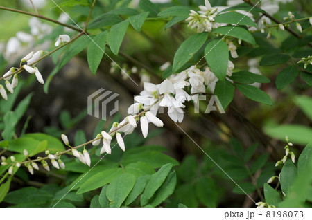 ニワハギ ニワハギ 8198073