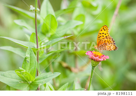 ヒメアカタテハ　昆虫の写真素材 8198111
