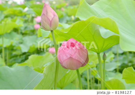 赤いハスの花 赤いハスの花 8198127