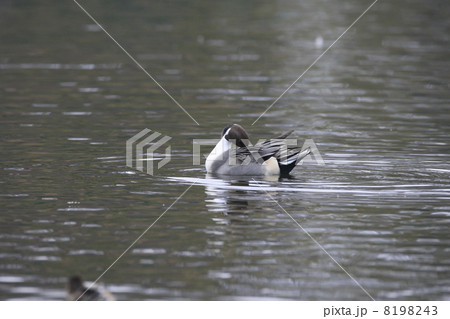 オナガガモ 8198243