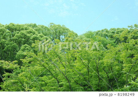 新緑の森 8198249