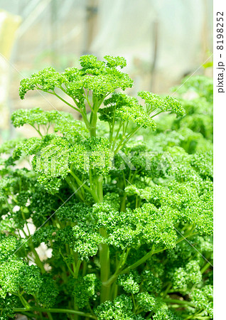 パセリ 8198252