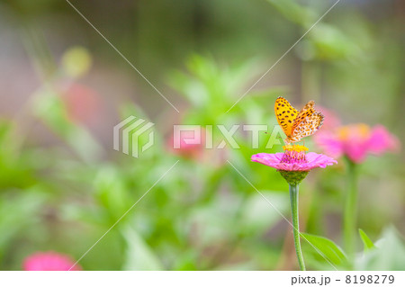 ヒメアカタテハ　昆虫の写真素材 8198279