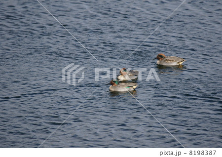 小鴨　雄グループ 8198387