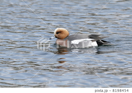 ヒドリガモ ヒドリガモ 8198454