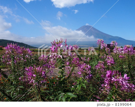 クレオメと富士山 8199064