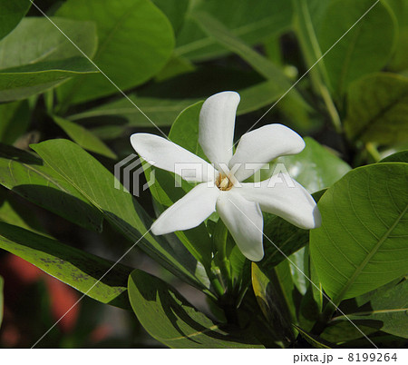 ティアレ・タヒチ 8199264