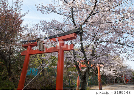 吉田神社 末社 竹中稲荷社 吉田神社 末社 竹中稲荷社 8199548