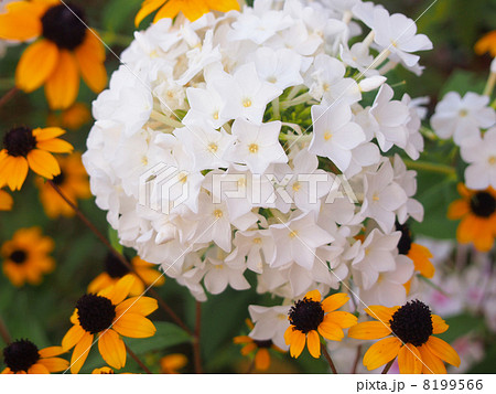 フロックス 8199566