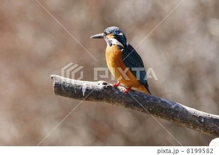 カワセミ 8199582