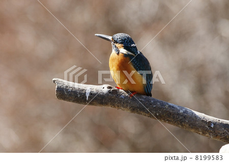 カワセミ 8199583