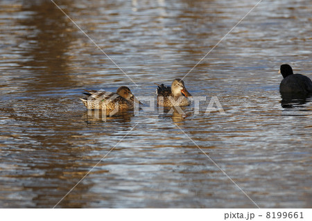 ハシビロガモ 8199661