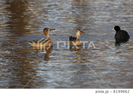 ハシビロガモ ハシビロガモ 8199662