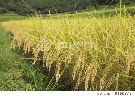 稲作 8199875