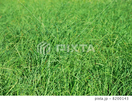 Green grass Green grass 8200143