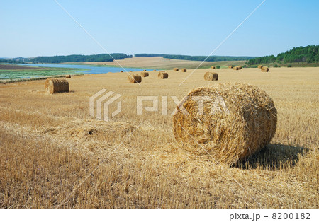 Hay bales Hay bales 8200182