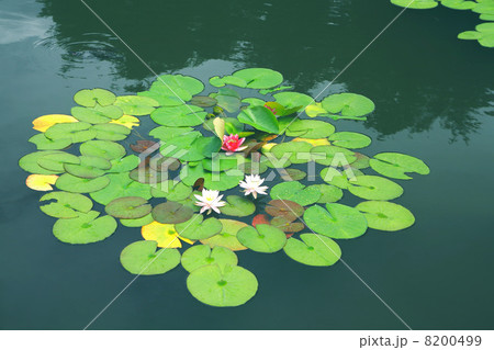 雨に咲くスイレンの花 8200499
