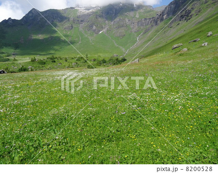 スイスアルプスの花を訪ねて　天上の花畑アルメントフーベル 8200528