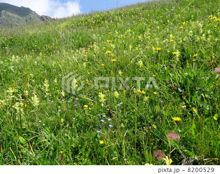 スイスアルプスの花を訪ねて　天上の花畑 8200529