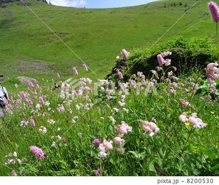 スイスアルプスの花を訪ねて　天上の花畑アルメントフーベル 8200530