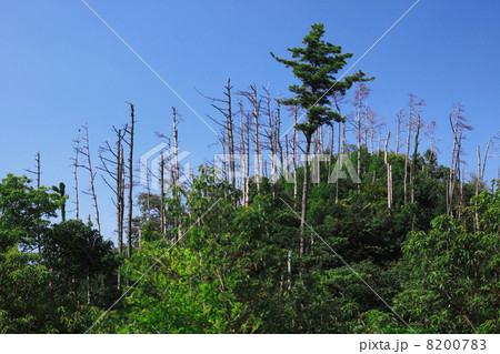 遙照山 8200783