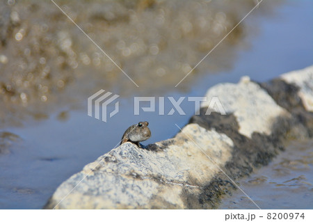 干潟からこんにちわ 8200974