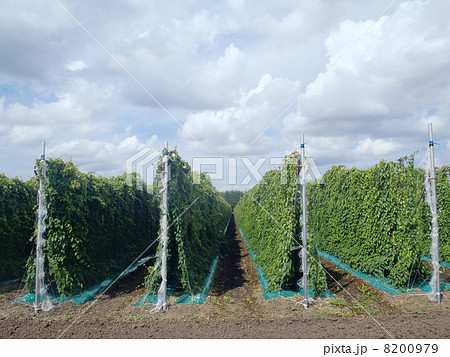 長いも畑 8200979