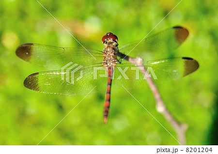 蜻蛉 8201204