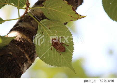 木の上の蝉の抜け殻 8201646