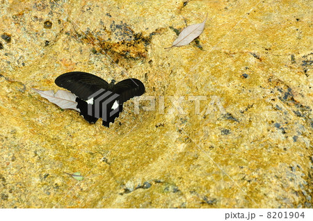 モンキアゲハ 8201904