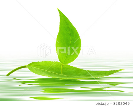 Leaf Leaf 8202049