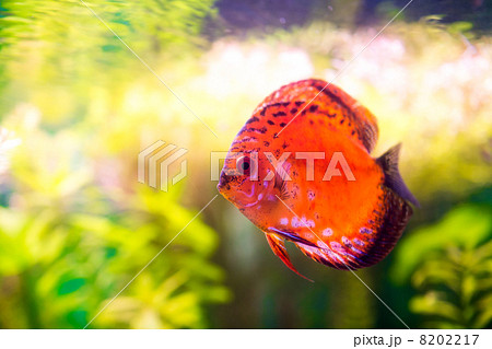 Symphysodon discus Symphysodon discus 8202217