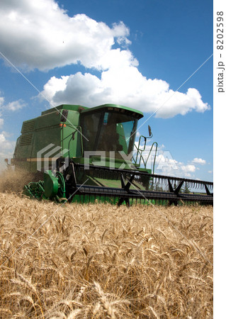 Combine harvester working on a wheat field 8202598