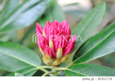 シャクナゲの蕾 8202719