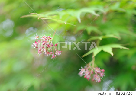 モミジの花 8202720